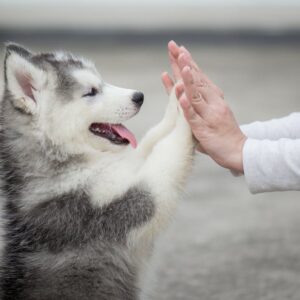 On Demand Construction Course