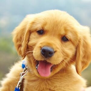 Domestic Energy Assessor